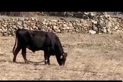 Εικόνες ντροπής με «παστουρωμένο» ταύρο σε κτήμα της Μυκόνου