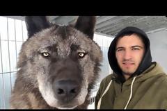 The biggest wolf on the planet,