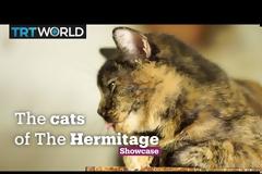 Γάλλος δισεκατομμυριούχος έδωσε την περιουσία του στις 50 γάτες του μουσείου Ερμιτάζ