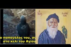 Ο παπαγάλος του Γέροντος Πορφυρίου, λέει ακόμα την προσευχή μιμούμενος την φωνή του Αγίου