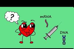 Τι τρέχει τελικά με τα mRNA / DNA εμβόλια?