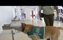 Χιλή: Τα τεστ για τον κορωνοϊό τα... έριξαν στα σκυλιά-βίντεο