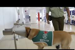 Χιλή: Τα τεστ για τον κορωνοϊό τα... έριξαν στα σκυλιά-βίντεο