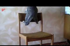 Γάτα επιτίθεται σε... καρέκλα VID