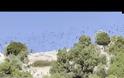 Σμήνος από ψαροπούλια «σκέπασε» τον Κορινθιακό - βίντεο