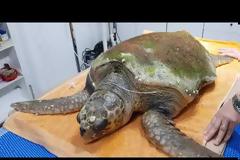 Λέρος: Εντοπίστηκε τραυματισμένη καρέτα - καρέτα στο λιμάνι -  βίντεο