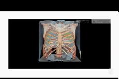 Πώς ο κορωνοϊός επιτίθεται στο ανθρώπινο σώμα