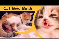 Η μοναδική στιγμή που γεννιούνται πέντε γατάκια