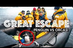 Πηγκουίνος πήδηξε σε βάρκα με τουρίστες για να σωθεί από φάλαινα (Video)