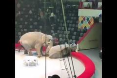 Ρωσία: Ελέφαντες αναστάτωσαν τσίρκο - Ξέσπασε άγριος καυγάς μεταξύ τους (Video)