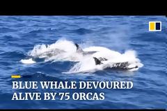 Συγκλονιστική μάχη: 75 όρκες επιτίθονται σε μια μπλε φάλαινα(Video)