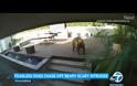 ΗΠΑ: Σκυλάκια κυνήγησαν αρκούδα που εισέβαλε στο σπίτι τους (Video)