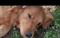 Συγκινητικό: Σκυλάκι έθαψε τα μικρά του που πέθαναν και δεν έφευγε από δίπλα τους (Video)