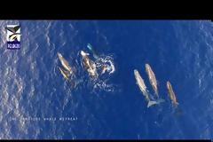 Ιόνιο: Μαγικές εικόνες με φάλαινες και δελφίνια (Video)
