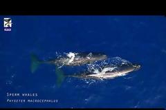 Ιόνιο: Μαγικές εικόνες με φάλαινες και δελφίνια (Video)