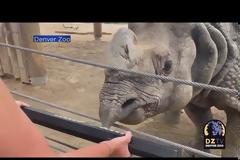 Bandhu: Ο ρινόκερος που παίζει πιάνο (Video)