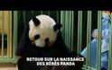 Χουάν Χουάν : Το γιγαντιαίο πάντα που γέννησε δίδυμα (Video)