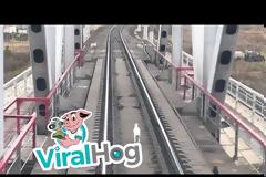 Κουνέλι καλπάζει μπροστά από το τρένο