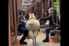 Αλπακάς επιβάτης στο... μετρό της Μόσχας!