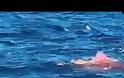 Σίδνεϋ: Καρχαρίας κατασπάραξε κολυμβητή - Σε σοκ αυτόπτες μάρτυρες (Video)