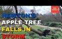 Καταιγίδα Γιούνις: Ξερίζωσε τη «Μηλιά του Νεύτωνα» στον Βοτανικό Κήπο του Κέιμπριτ