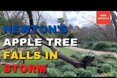 Καταιγίδα Γιούνις: Ξερίζωσε τη «Μηλιά του Νεύτωνα» στον Βοτανικό Κήπο του Κέιμπριτ
