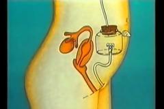 Φυσική Στ΄ τάξης - Ενότητα Αναπαραγωγικό σύστημα - Φύλλο Εργασίας 1ο