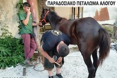 ΠΑΡΑΔΟΣΙΑΚΟ ΠΕΤΑΛΩΜΑ ΑΛΟΓΟΥ ΣΤΗ ΒΟΝΙΤΣΑ