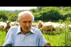Μια Ζωή στα Πρόβατα | Ο μπάρμπα Σπύρος και το Εντυπωσιακό Κοπάδι του