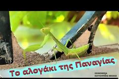 ΤΟ ΑΛΟΓΑΚΙ ΤΗΣ ΠΑΝΑΓΙΑΣ ( ΚΟΥΤΟΥΡΙΝΗΣ ΜΙΧΑΗΛ)