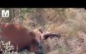 Τα άγρια άλογα του Πεταλά ξεψυχούν στην άσφαλτο ή πυροβολούνται