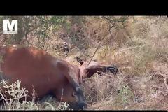 Τα άγρια άλογα του Πεταλά ξεψυχούν στην άσφαλτο ή πυροβολούνται