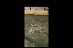 Τραγωδία στον Πειραιά: Συνελήφθησαν καπετάνιος και μέλη του πληρώματος για τον επιβάτη που πέταξαν στην θάλασσα ΒΙΝΤΕΟ