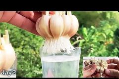 Ένας από τους πολλούς τρόπους φύτευσης σκόρδου!