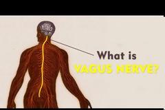 Απλά αναπνέουμε: Το σώμα μας έχει ενσωματωμένο ένα καταπραϋντικό για το στρες - το πνευμονογαστρικό νεύρο ή Vagus nerve