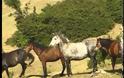 Τα άγρια άλογα της Ακαρνανίας. (βίντεο)