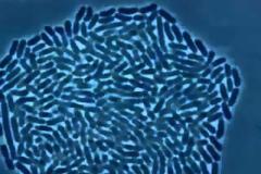 Φυσική Στ΄ τάξης - Ενότητα Μεταδοτικές ασθένειες - Φύλλο Εργασίας 2