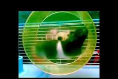 Turbo χάμστερ (Βίντεο)