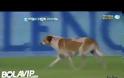 Σκύλος εισβολέας σε ματς της Αργεντινής