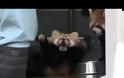 Μωρό κόκκινο Panda παίρνει την τρομάρα της ζωής του [Video]