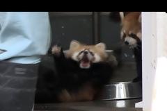 Μωρό κόκκινο Panda παίρνει την τρομάρα της ζωής του [Video]