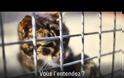 “Ένα ζώο δεν κλαίει ποτέ…υποφέρει σιωπηλά” (video)