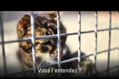 “Ένα ζώο δεν κλαίει ποτέ…υποφέρει σιωπηλά” (video)