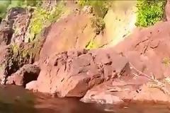 Κροκόδειλος επιτίθεται σε κολυμβητή! [video]