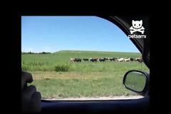 Ο... σύγχρονος γελαδάρης! [Video]