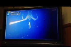 Γιγάντιο καλαμάρι... σε βάθος 900 μέτρων! [video]