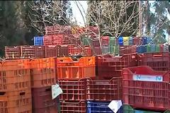Μέρα νύχτα δουλεύουν τα ελαιοτριβεία στην Ανατολική Φθιώτιδα για να προλάβουν την παραγωγή