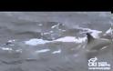 VIDEO: Δελφίνια δημιουργούν σχεδία για να σώσουν μέλος τους