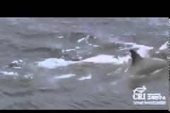 VIDEO: Δελφίνια δημιουργούν σχεδία για να σώσουν μέλος τους