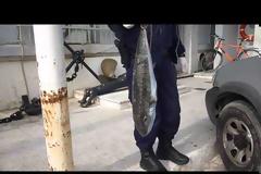 Επικίνδυνο λαγόψαρο έπιασε ψαράς στην Καλαμάτα [video]
